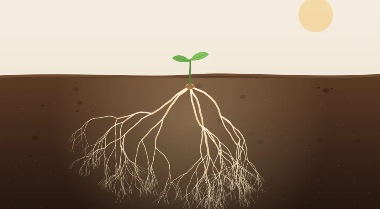 A small sprout above the ground with a vast network of roots spreading underneath it